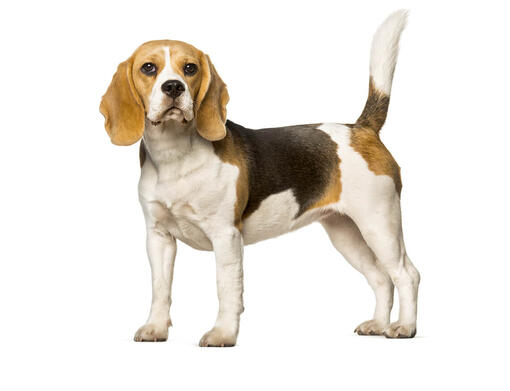 Dogs that sales look like beagles